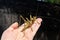 Saga bush cricket or katydid