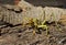 Saga bush cricket or katydid