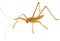 Saga - bush cricket or katydid