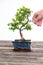 Sagaretie bonsai in blue bowl on wooden board with gardeners han