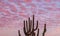 Sagauro Cactus Arms Rising To Pink Clouds