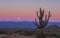 Sagauro Cactus With Full Moon Rising