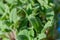 Sage aromatic herb for tasty and savory side dishes