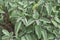Sage aromatic plant bush healthy and fresh aromatic plant