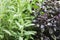 Sage and Basil plants growing in herb garden