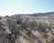 Sage brush in a high desert landscape