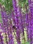 Sage and bumblebee. Purple wildflowers