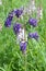 Sage drooping (Salvia nutans) grows in the wild