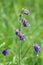 Sage drooping (Salvia nutans) grows in the wild