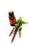 Sage essential oil