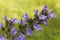 Sage flower, Salvia officinalis, blue violet flowering macro.