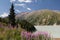 Sage flowers on the background of beautiful grass mountains and river