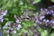 sage flowers with a bumblebee in a tiny flower