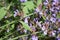 sage flowers with a bumblebee at work