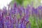Sage flowers, Salvia officinalis, may, Dobrogea
