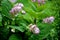 Sage flowers of this species are supported by large, sessile, broadly ovate bracts, which are pink, blue, purple or whitish with