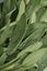Sage fresh green leaves. Herb sage abstract texture background. Nature concepts. Soft and selective focus. Texture. Mock up