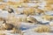 Sage Grouse In Afternoon Sun Multiple