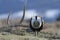 Sage Grouse and Antler during a Mating Strut