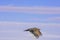 Sage Grouse Flying