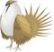 Sage Grouse Illustration