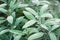 Sage growing in the garden, Salvia officinalis medicinal plants closeup