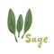 Sage herb, food vector illustration, logo. Sage plant isolated on white background. Medicinal plant leaves. Salvia