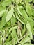 Sage herb leaves