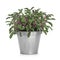 Sage Herb Plant