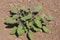 Sage. herb. sage growing in land, field, or a garden