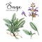 Sage herb set. Watercolor vintage illustration. Hand drawn salvia plant element. Realistic botanical sage organic plant