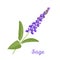 Sage icon isolated. Vector illustration of a medical herb