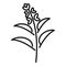 Sage icon outline vector. Leaf plant