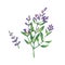 Sage illustration. Oil hand drawn flowering sage.