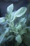 Sage leaf herb seasoning plant growing