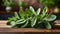 Sage leaf medicine herbal ingredient. Health aromatherapy herb