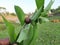 Sage leaved alangium tree fruit.