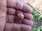 Sage leaved alangium tree fruit.