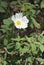 Sage-leaved Cistus