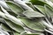 Sage leaves abstract background, fresh natural color leaves. Green sage. Medicinal herb, alternative medicine. Selective