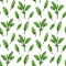 Sage leaves seamless pattern. Hand drawn greens and leaf vegetables. Vector illustration in colored sketch style
