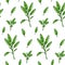 Sage leaves seamless pattern. Hand drawn greens and leaf vegetables. Vector illustration in colored sketch style