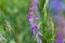 Sage meadow. Salvia pratentis