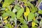 Sage, medicinal plant with leaves