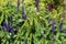 Sage `Mystic Spires Blue` 839246