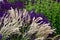 Sage offers medium-high, compact tufts with stems 35-45 cm high. For a long time, erect ears of lavender blue-violet flowers bear.