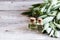 Sage oil in bottle on the wooden table. A bottle of essential oil with fresh sage twigs