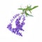 Sage, ore Blue Salvia