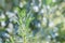 Sage plant on background with bokeh salvia officinalis