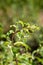 Sage plant growing in herb garden